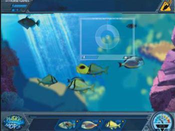 Caribbean Sea Fishes