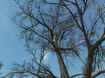 Echo: Secret of the Lost Cavern