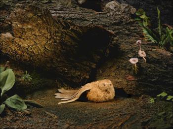 Три маленькие белые мышки Визит морской крысы